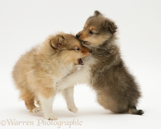 Sable Shetland Sheepdog pups play-fighting, white background