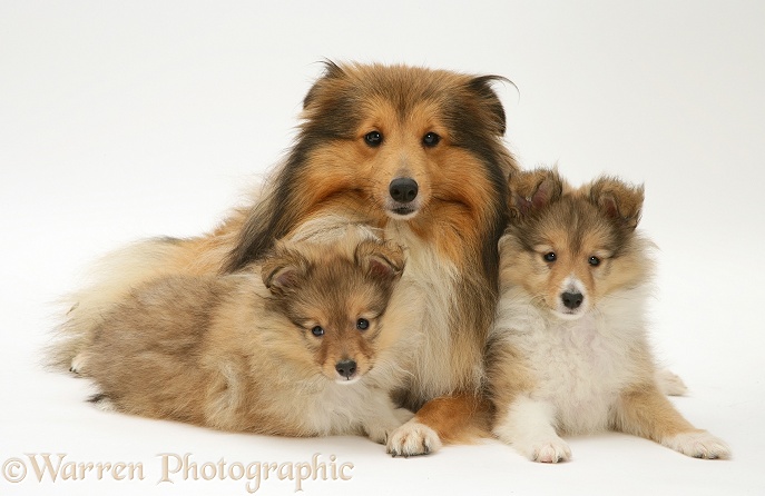 Sable Shetland Sheepdog bitch and two pups, white background