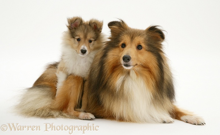 Sable Shetland Sheepdog pup, paws over mother's back, white background