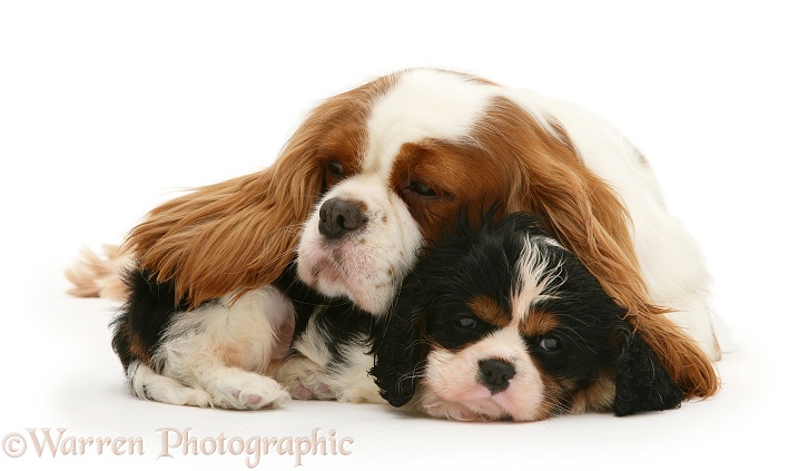 Sleepy Blenheim Cavalier King Charles Spaniel bitch with her tricolour pup, white background