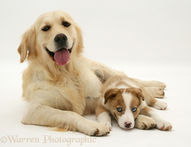 Golden Retriever bitch with blue-eyed red merle Border Collie pup, white background