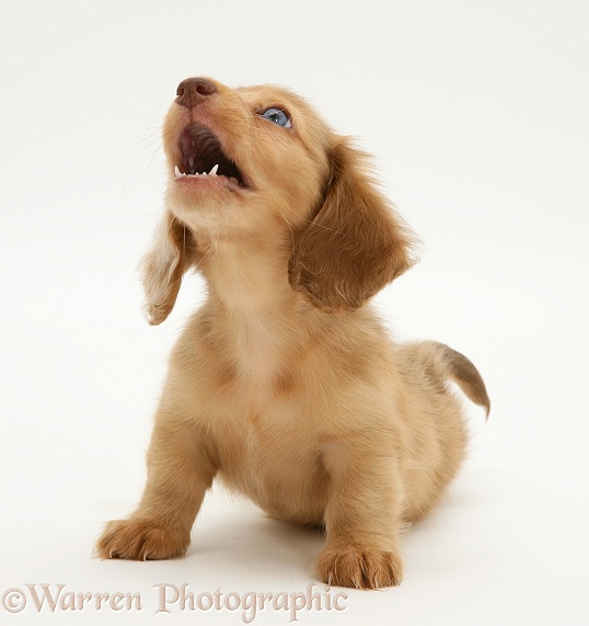 Chocolate Dapple Miniature Long-haired Dachshund pup snapping, white background