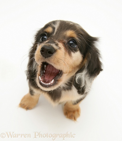 Silver Dapple Miniature Long-haired Dachshund pup playfully snapping, white background