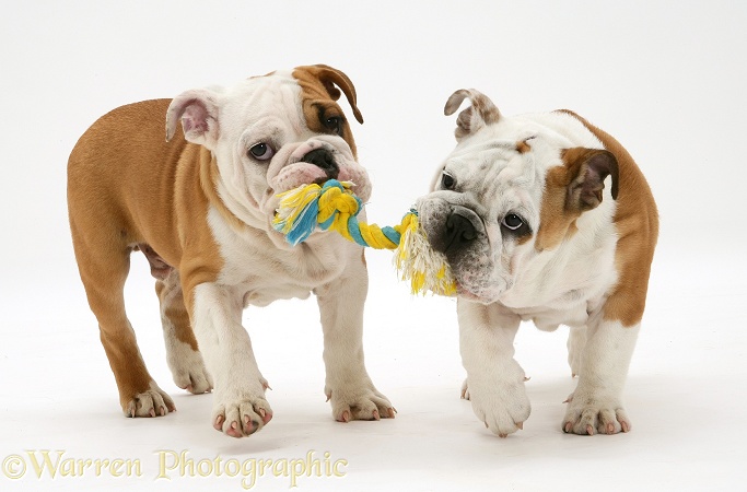 Two Bulldog pups carrying a ragger, white background