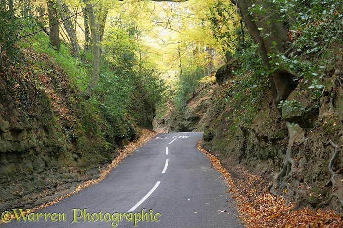 Country lane with autumnal trees.  Surrey, England