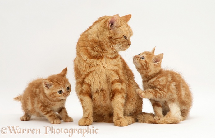 Red tabby British Shorthair mother cat and kittens, white background