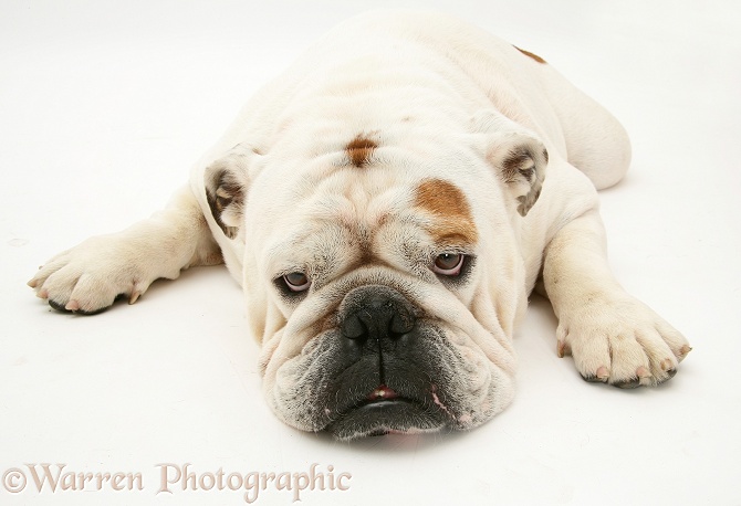 White Bulldog lying, chin on floor, white background