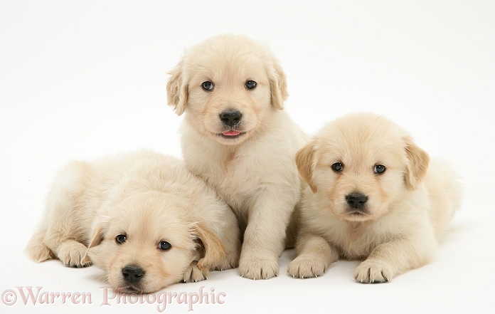 Three Golden Retriever puppies, 5 weeks old, white background