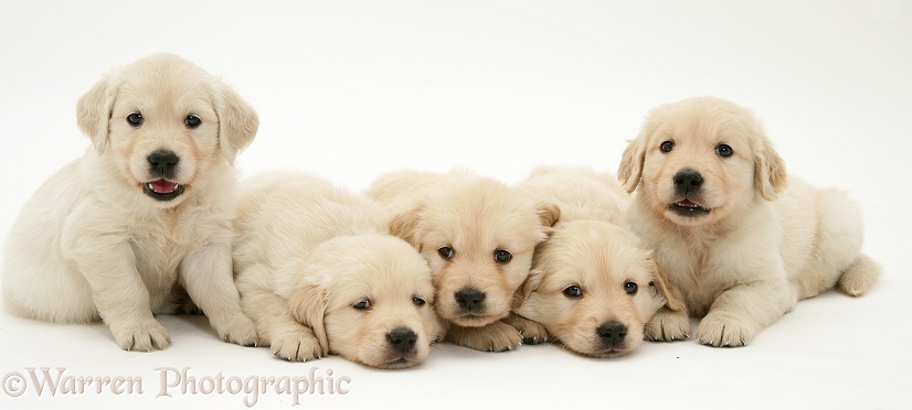 Five Golden Retriever puppies, 4 weeks old, white background
