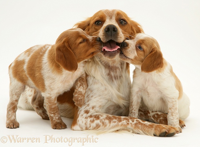 Brittany Spaniel bitch Spira with pups, 6 weeks old, nuzzling her mouth, white background