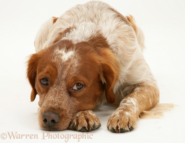 Brittany Spaniel bitch lying, chin on floor, white background
