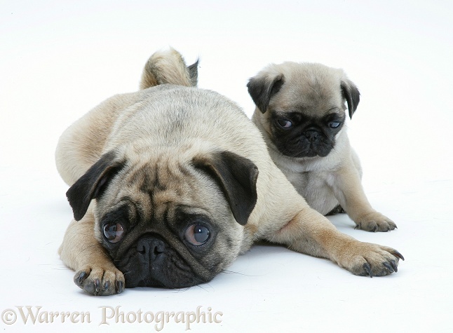 Fawn Pug bitch lying, chin on floor, with a pup, white background