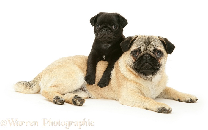 Fawn Pug bitch lying down with a black pup climbing over her, white background
