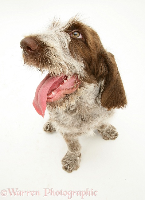 Brown Roan Italian Spinone pup looking up, from above, white background