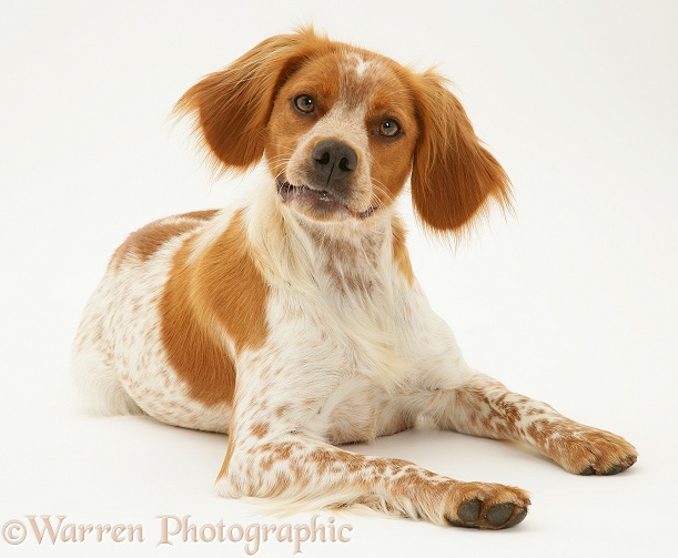 Brittany Spaniel bitch lying, head up, white background