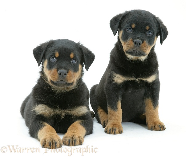 Two Rottweiler pups, 8 weeks old, white background