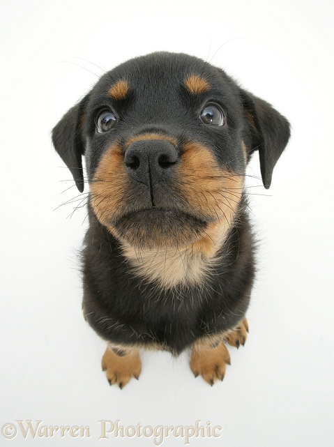 Rottweiler pup, 8 weeks old, from above, white background