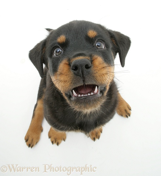 Rottweiler pup, 8 weeks old, from above, white background