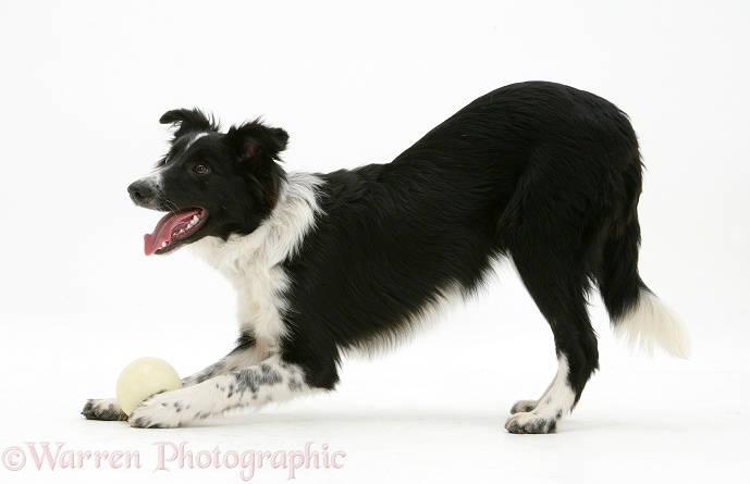 Border Collie bitch, Codie, inviting play, white background
