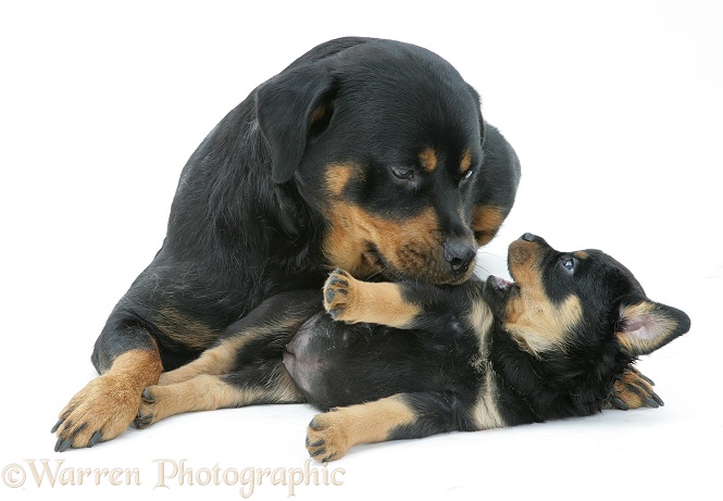 Rottweiler bitch nuzzling a playful pup, white background