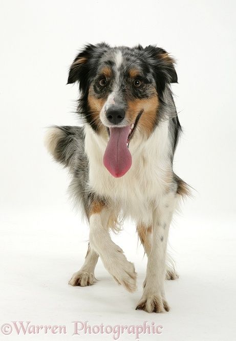 Merle Border Collie bitch trotting forward, panting, white background