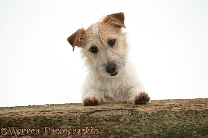 Jack Russell Terrier bitch with paws up, looking over a rail, white background