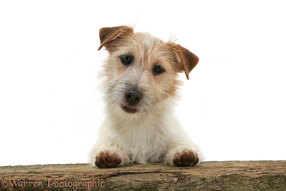 Jack Russell Terrier bitch, Daisy, with paws up, looking over a rail, white background