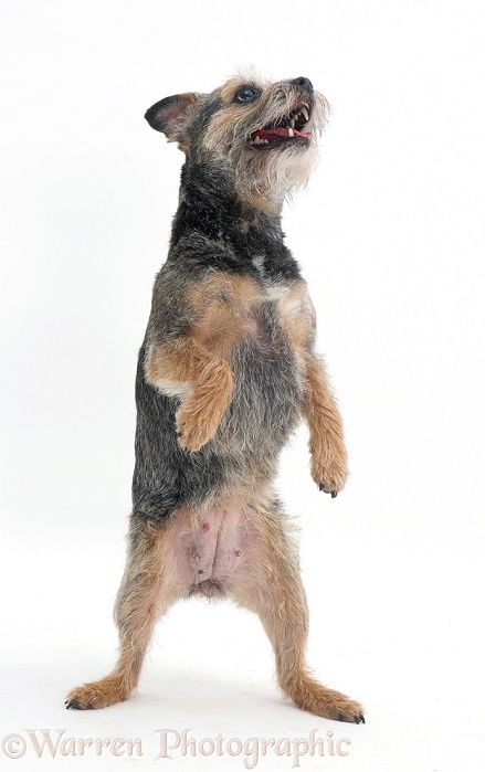 Border Terrier bitch on her hind legs, white background