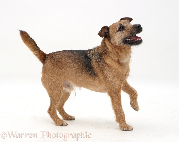 Border Terrier-cross dog standing, looking up eagerly, white background