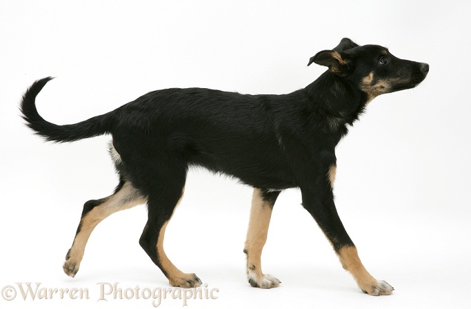 Whippet Lurcher pup walking across, white background