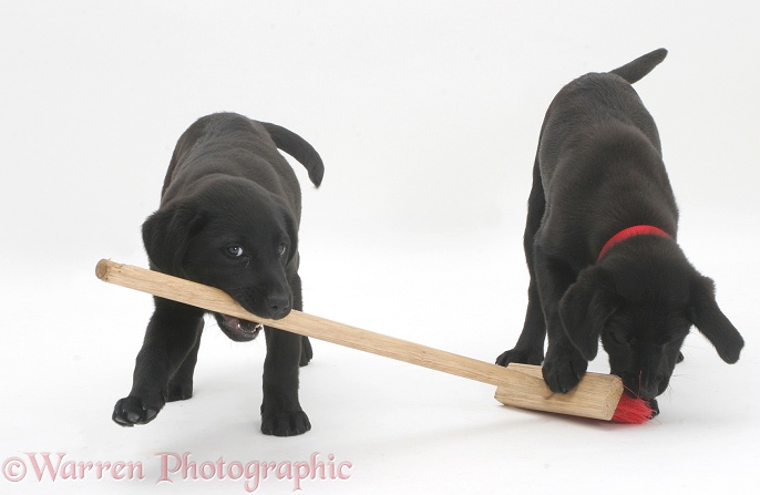 Two Black Labrador pups playing with a child's broom, white background