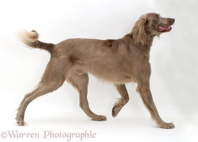 Long-haired Weimaraner dog trotting across, white background