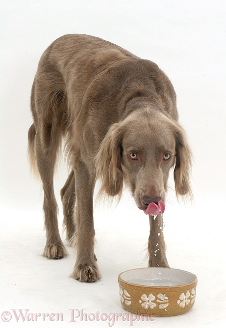 Long-haired Weimaraner dog drinking from a bowl, white background