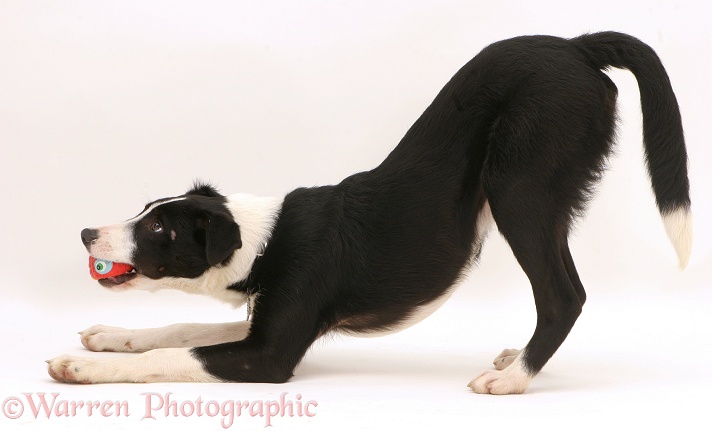 Black-and-white Border Collie pup playing with her squeaky ball, white background
