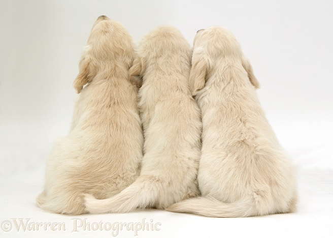 Three Golden Retriever pups sitting, back view, white background