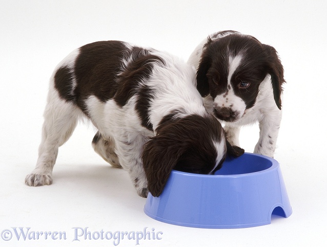 Two English Springer Spaniel pups eating from a large blue bowl, white background