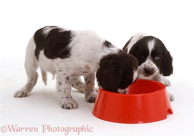 Two English Springer Spaniel pups, 7 weeks old, eating from a large red bowl, white background