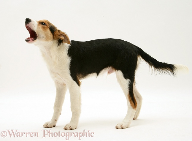 Tricolour Border Collie pup, 18 weeks old, standing barking, white background