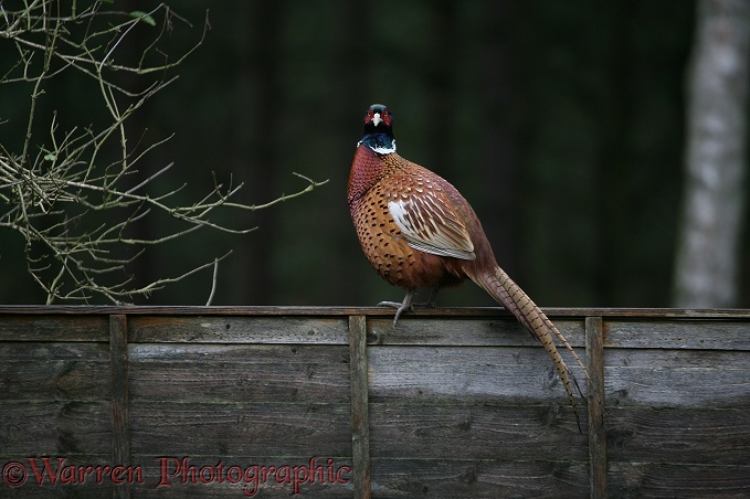 Game Pheasant (Phasianus colchicus) cock sitting on a fence