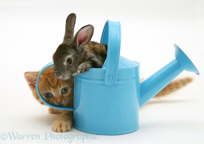 Ginger kitten with rabbit in a toy watering can, white background