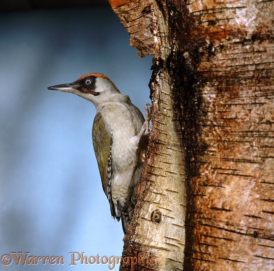 Green Woodpecker (Picus viridis) male perched on a birch trunk.  Europe, Asia
