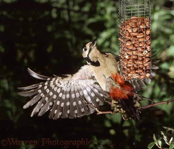 Great Spotted Woodpecker (Dendrocopos major) alighting on a peanut feeder.  Europe, Asia