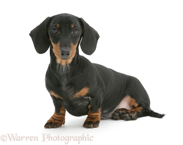 Miniature smooth-haired black-and-tan Dachshund, sitting, white background