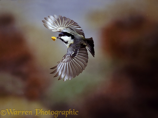 Coal Tit (Parus ater) flying with beech mast.  Europe & Asia