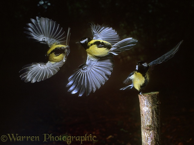 Great Tit (Parus major) taking off. Triple exposure at 60 millisecond intervals giving total exposure time of around 1/8 second.  Europe & Asia
