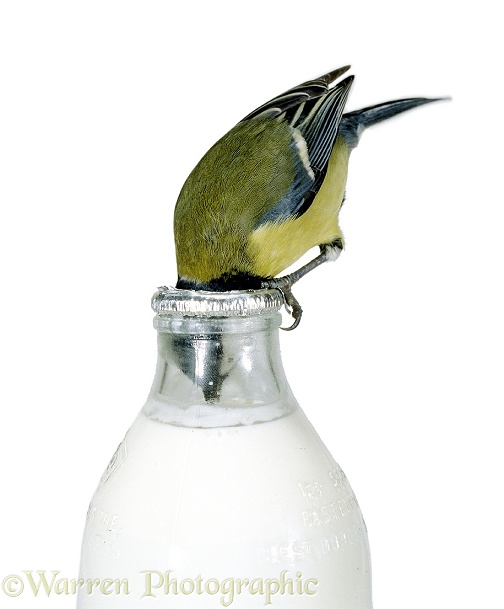 Great Tit (Parus major) drinking cream from the top of a milk bottle.  Europe & Asia, white background