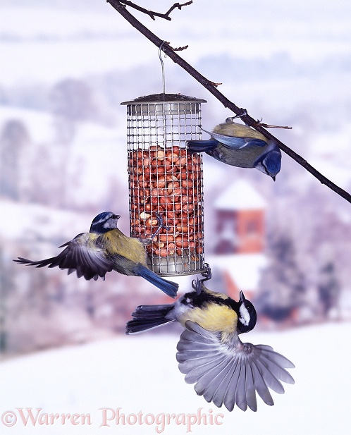 Great Tit (Parus major) and Blue Tits (Parus caeruleus) disputing a peanut feeder.  Europe & Asia