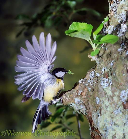 Great Tit (Parus major) bringing caterpillars to its nest in a hollow apple tree.  Europe & Asia