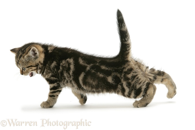 Brown tabby British Shorthair kitten stretching, white background