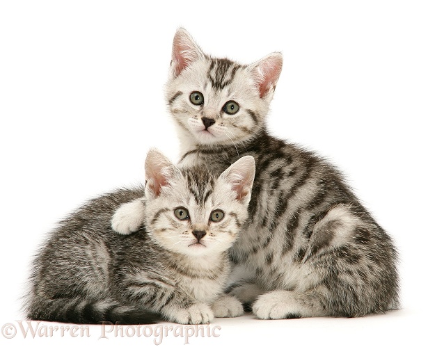 Two silver shorthair kittens snuggled together, white background